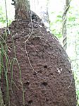 Termitennest an den Bäumen